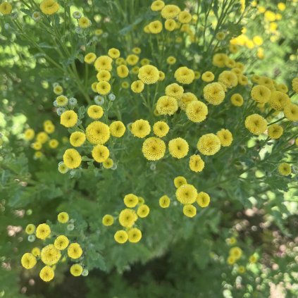 Řimbaba Victory Double Yellow