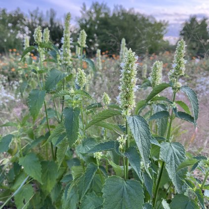 Agastache Licorice White