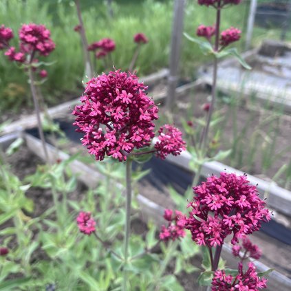 Mavuň červená Coccineus