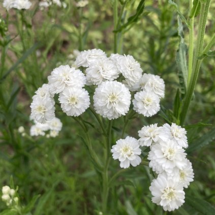 Řebříček Bertrám