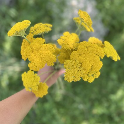 Řebříček tužebník