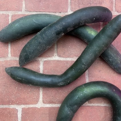 Beninkasa voskonosná Long