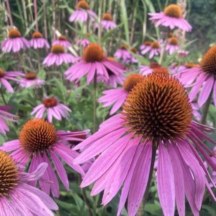 echinacea 2