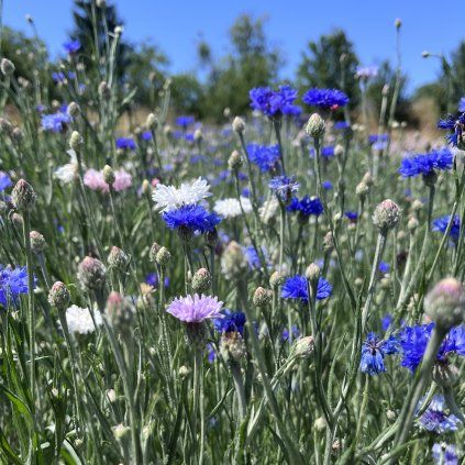 Chrpa směs barev - Ball