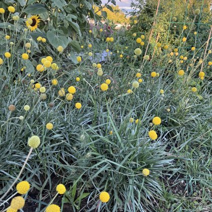 Kraspedie kulovitá Drumstick