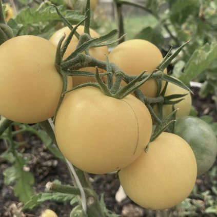 rajče white sensation 1