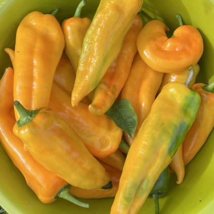 Paprika Corno di torno giallo