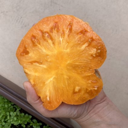 amana orange 2