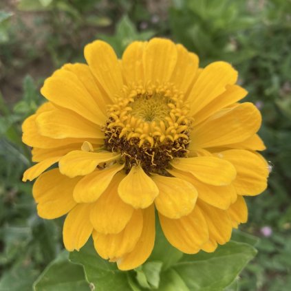 SUPER YOGA GOLDEN YELLOW 3