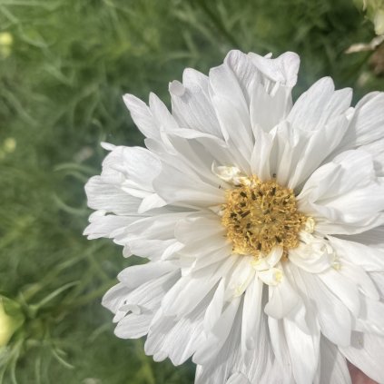 krásenka d.c. snow puff 3