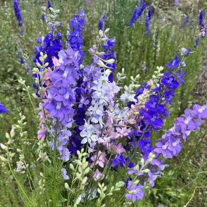 Ostrožka směs barev