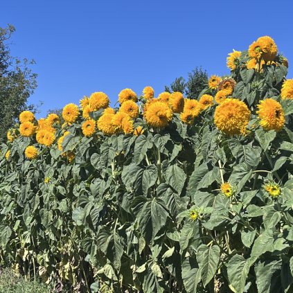 Slunečnice Double Sunking