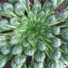 tatsoi 1