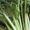 tatsoi 2