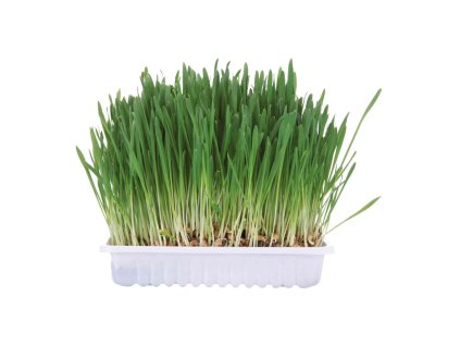 Tráva pro hlodavce v misce 100 g TRIXIE 01