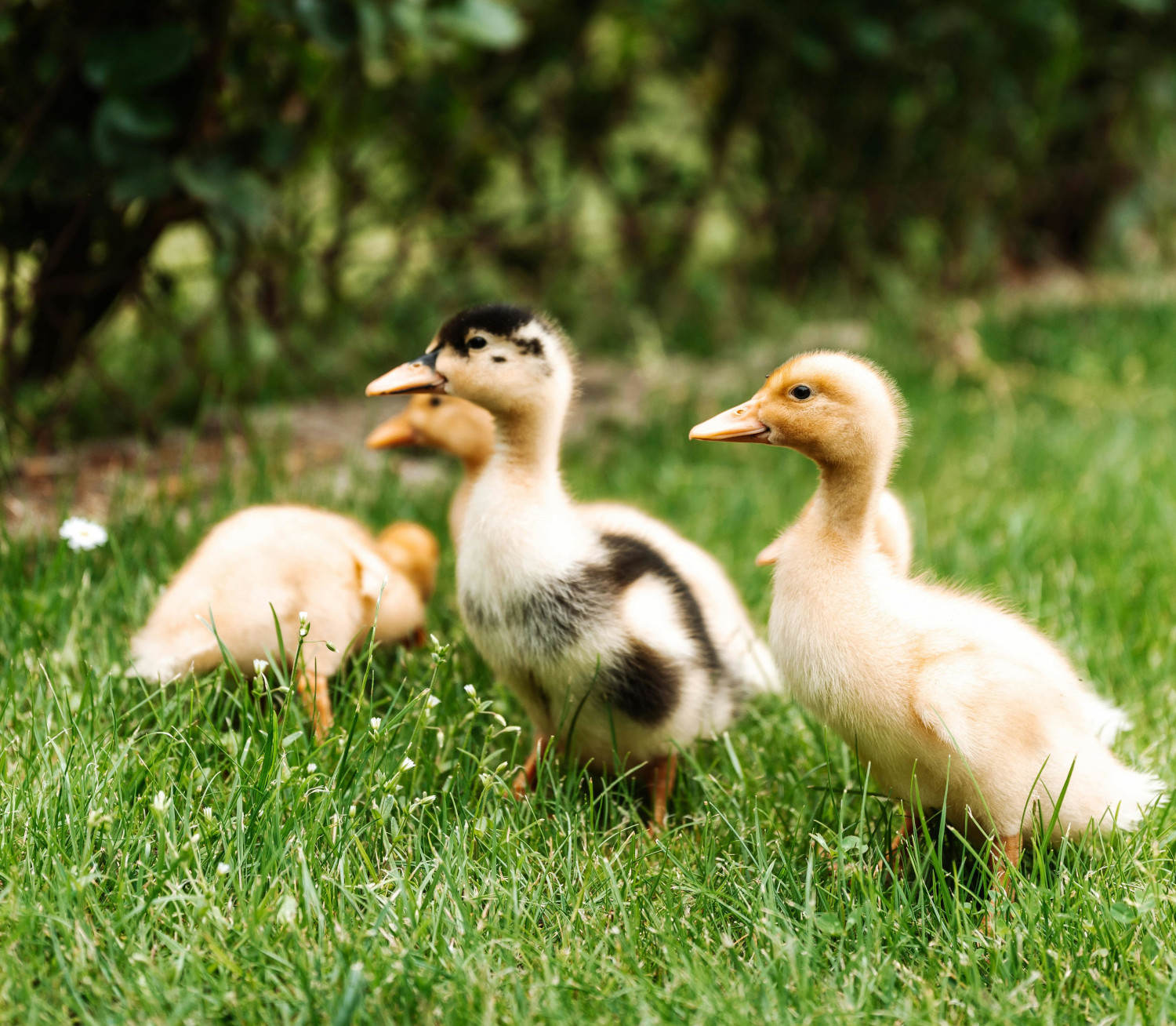 Jar je tu: Ako sa pripraviť na liahnutie kuriatok a zdravý odchov mláďat