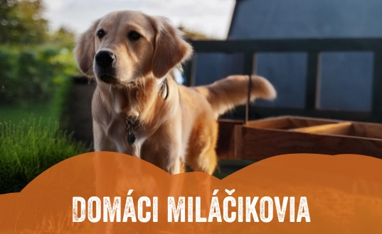 Domáci miláčikovia