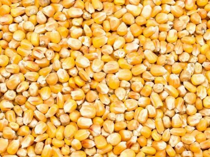 kukurydza zolta flint paszowa