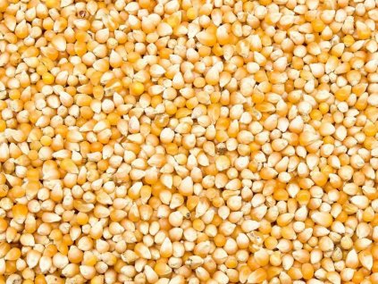 kukurydza popcorn paszowy