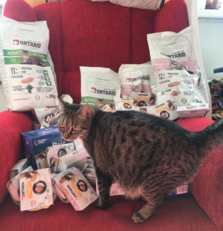 felisicat