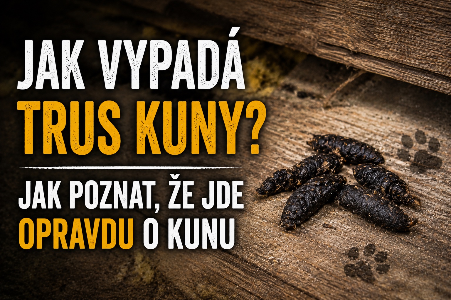 Jak vypadá trus kuny? Jak poznat, že jde opravdu o kunu