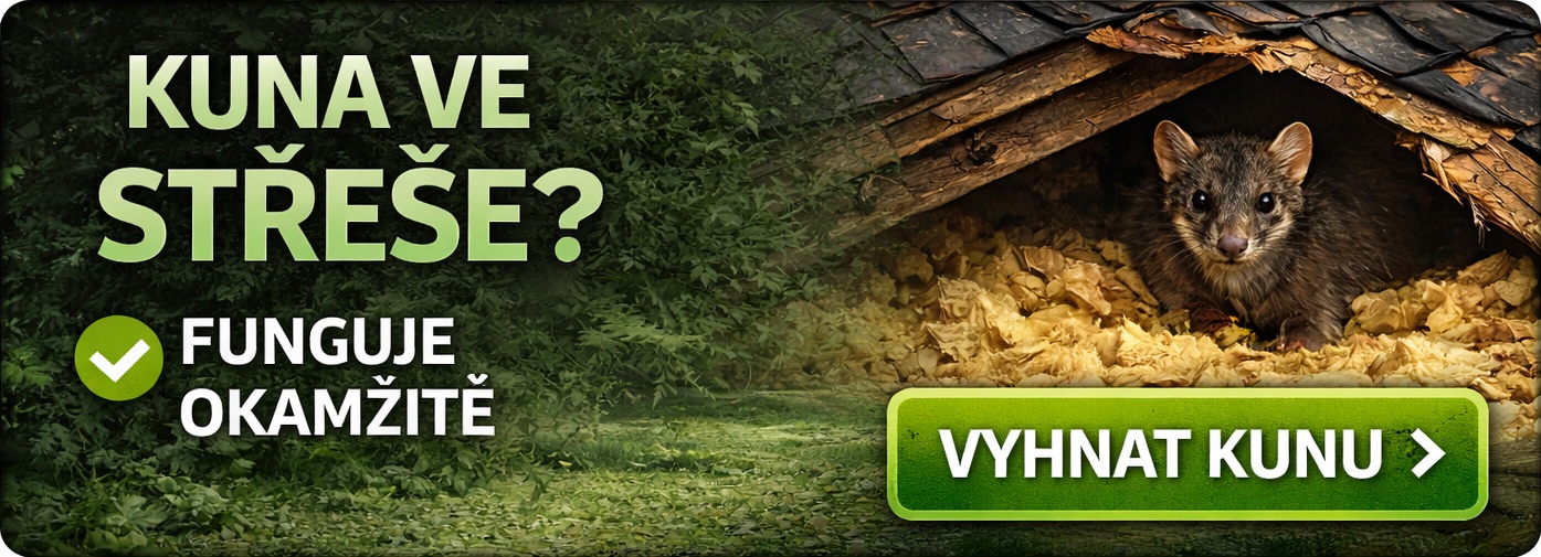 Jak vyhnat kunu ze střechy