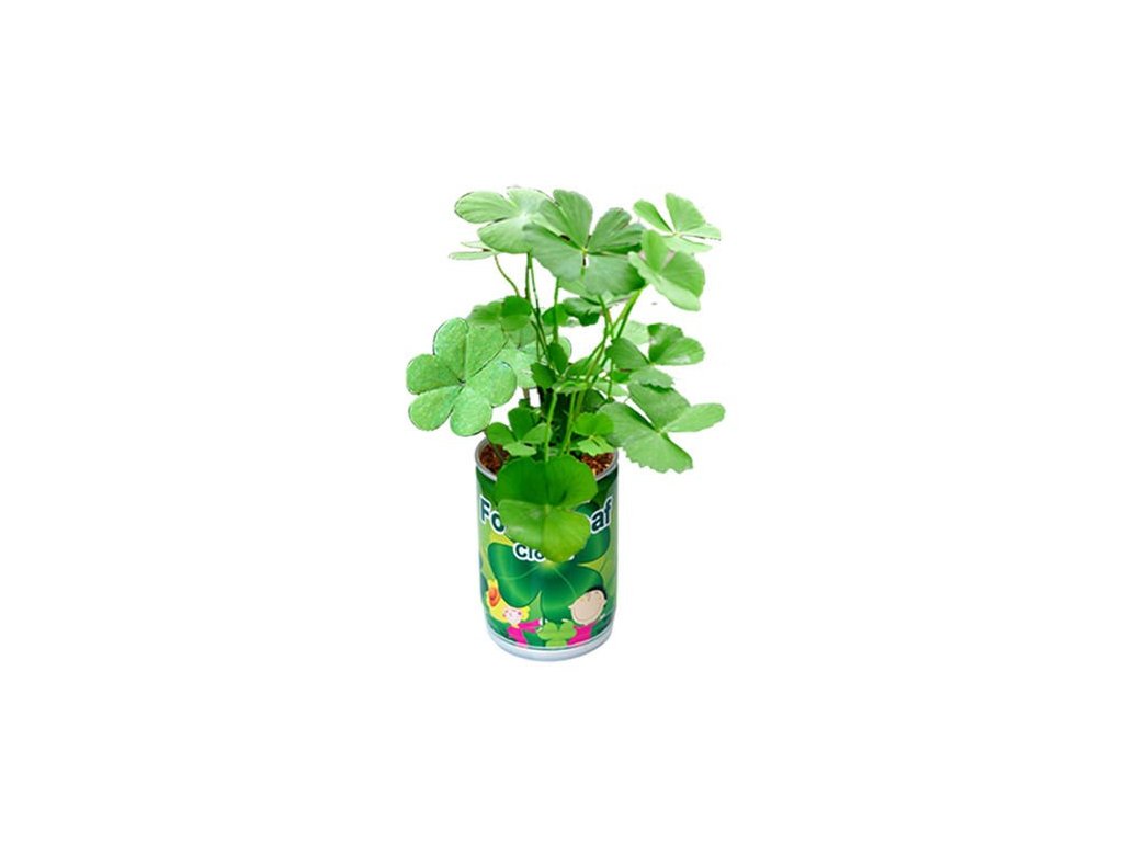 Čtyřlístek v plechovce