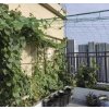 Zahradní síť na popínavé rostliny 2 x 20 m