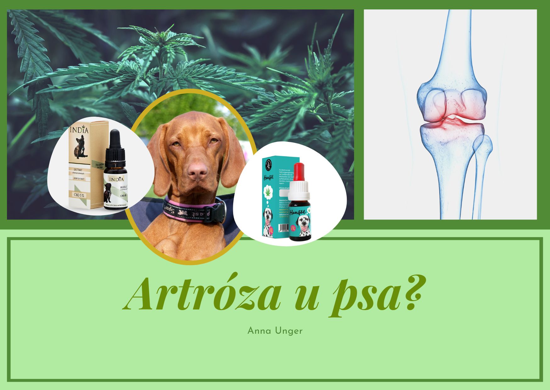 Artróza u psa