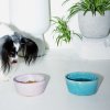 keramicka miska pro pejsky kocicky koko