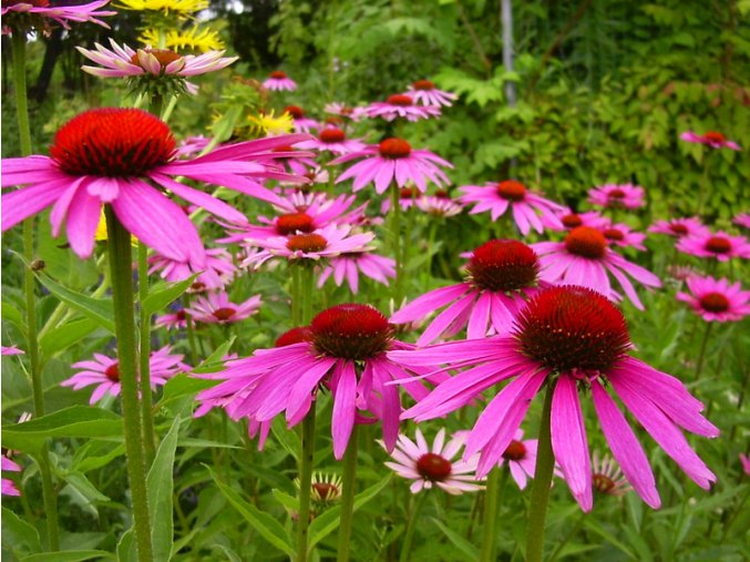 Echinacea purpurová rez.