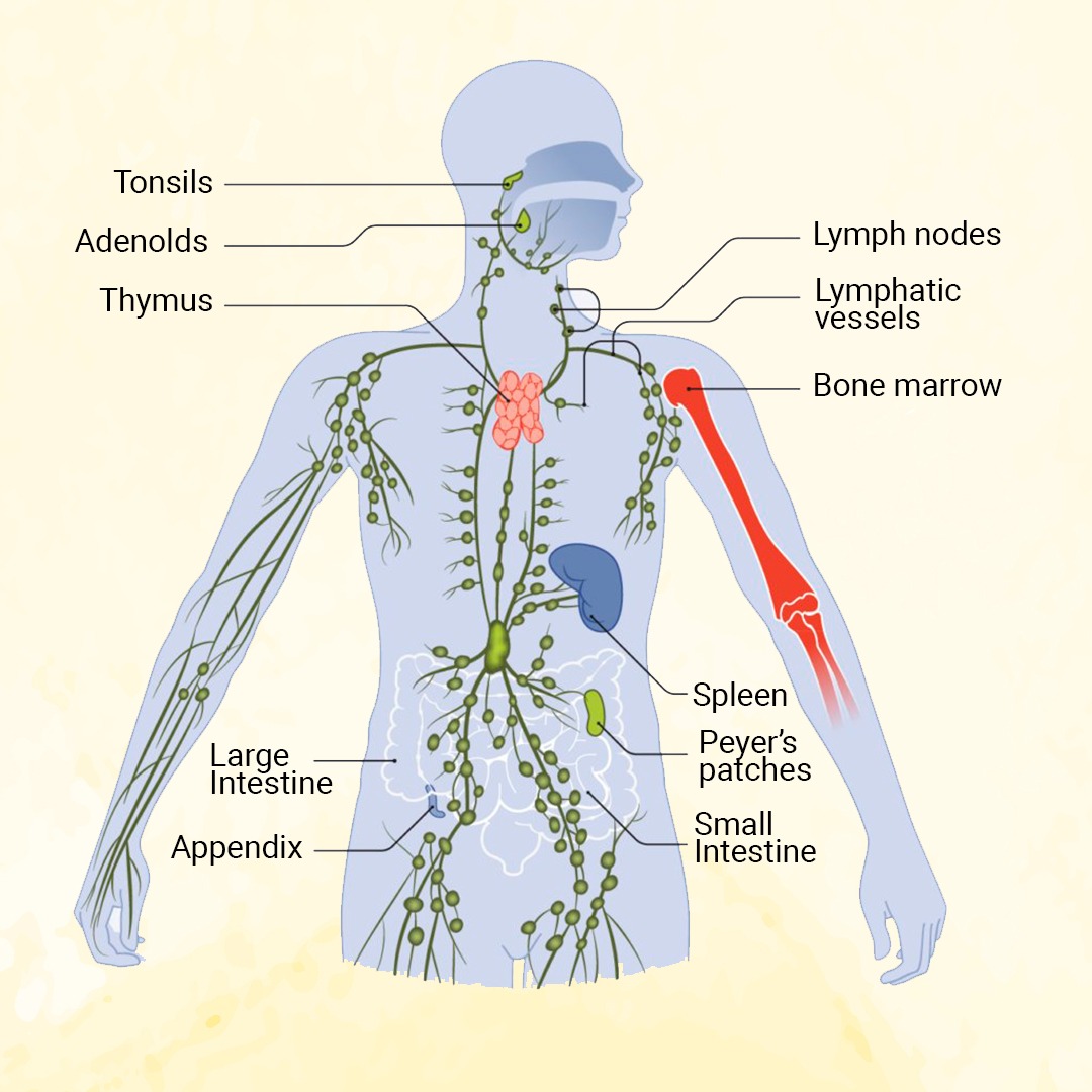 Imunitni system