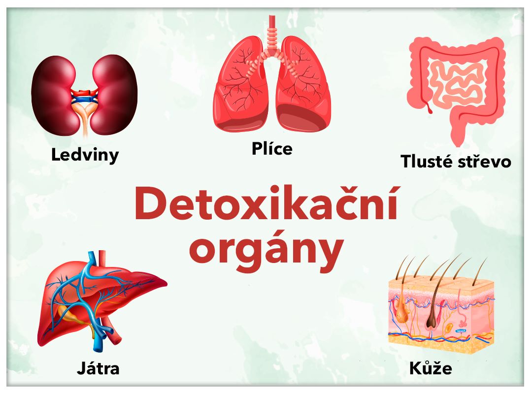 Detoxikační orgány