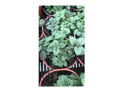 oregano