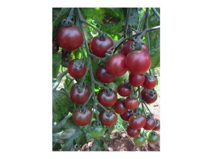 rajče černé cherry