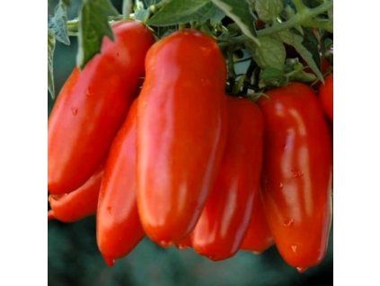 rajče san marzano