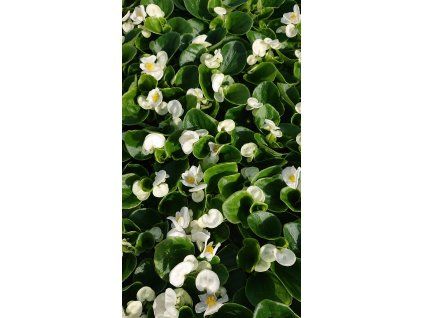 Voskovka bílá 1 ks