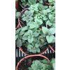 oregano