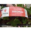 Jahodník stáleplodící Aromas, 10 ks