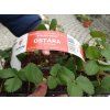 Jahodník stáleplodící Ostara, 10 ks