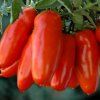rajče san marzano