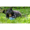 Bear Vault Food Canister BV475-Trek®