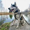 chytry gps tracker pro psy dog gps ultra mi001 4287