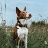 dog gps mini lokator pro psy mi001 3960
