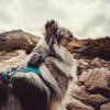 dog gps mini lokator pro psy mi001 3961
