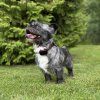 dog gps mini lokator pro psy mi001 3962