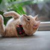 dog gps mini lokator pro psy mi001 3963
