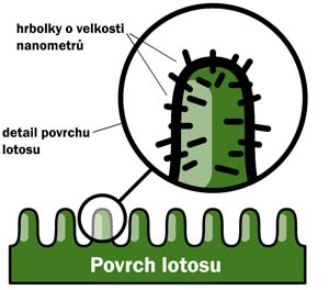 detail povrchu lotosového květu