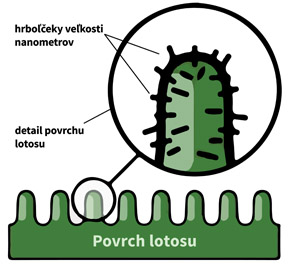 detail povrchu lotosového kvetu