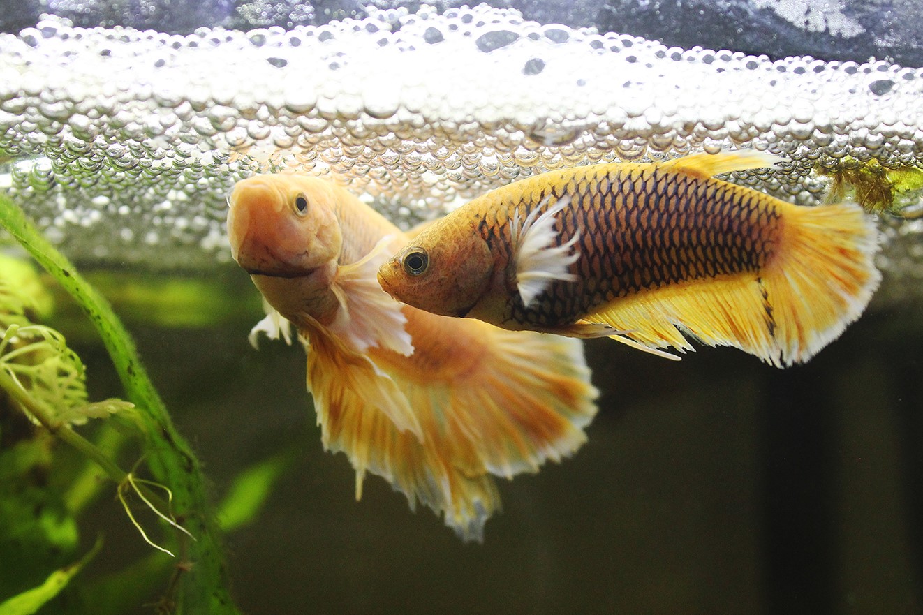 betta fish